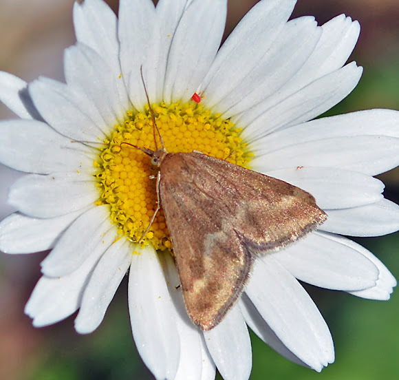 Spotting Image 1