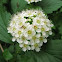 Ninebark
