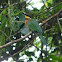 Little Bee-eater 