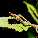 Horse head grasshopper