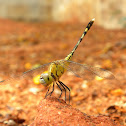Ground Skimmer