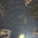 Water Striders! 