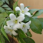 Orange Jessamine