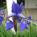 Blood Iris