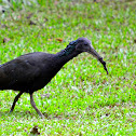 Green Ibis