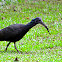 Green Ibis