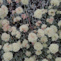 Dwarf Buckwheat Plant