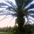Date Palm