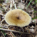 Polyporus arcularius
