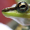 Rock Frog