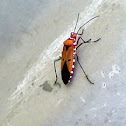 Cotton Stainer
