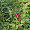Baneberry