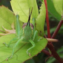 Grasshopper
