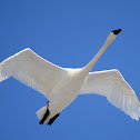 Trumpeter Swan