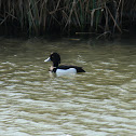 Tufted Duck (Reiherente)