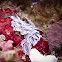 Serpent Pteraeolida Nudibranch