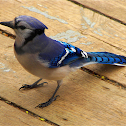 Blue Jay