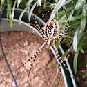 Banded Garden Spider