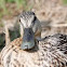 Mother Duck