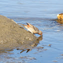 House Finch