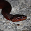 Mangrove Salt Marsh Snake