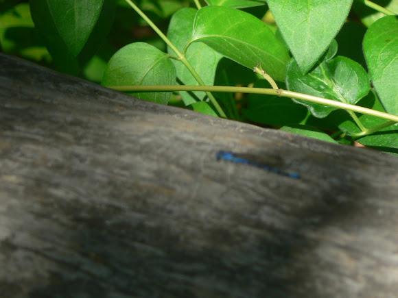 Spotting Image 1