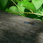 damselfly