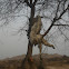 Goat killed on a tree