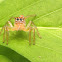 Jumping Spider