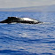 Humpback Whale