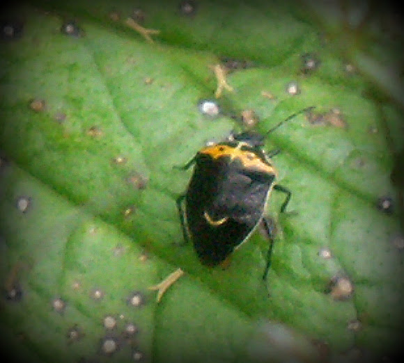 Spotting Image 1