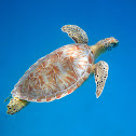 Green Turtle