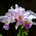 orquidea