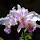 Orchids of the Americas