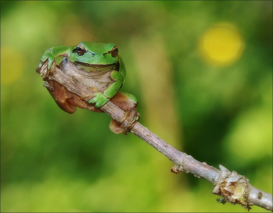 Jump by Zvonko Ferčič - Animals Amphibians
