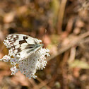 Iberian marbled white