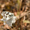 Iberian marbled white