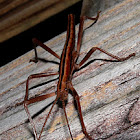 Stick insect