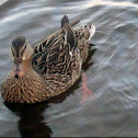 Mallard