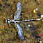 Lancet Clubtail