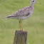 Upland sandpiper