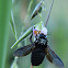 Bee