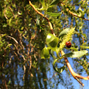 Ladybug