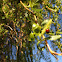 Ladybug