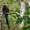 Brown Titi Monkey