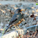 Karoo Thrush