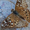 Hackberry Emperor