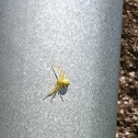 Unknown spotting