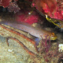 Golden goby