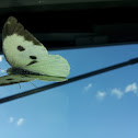 Small white